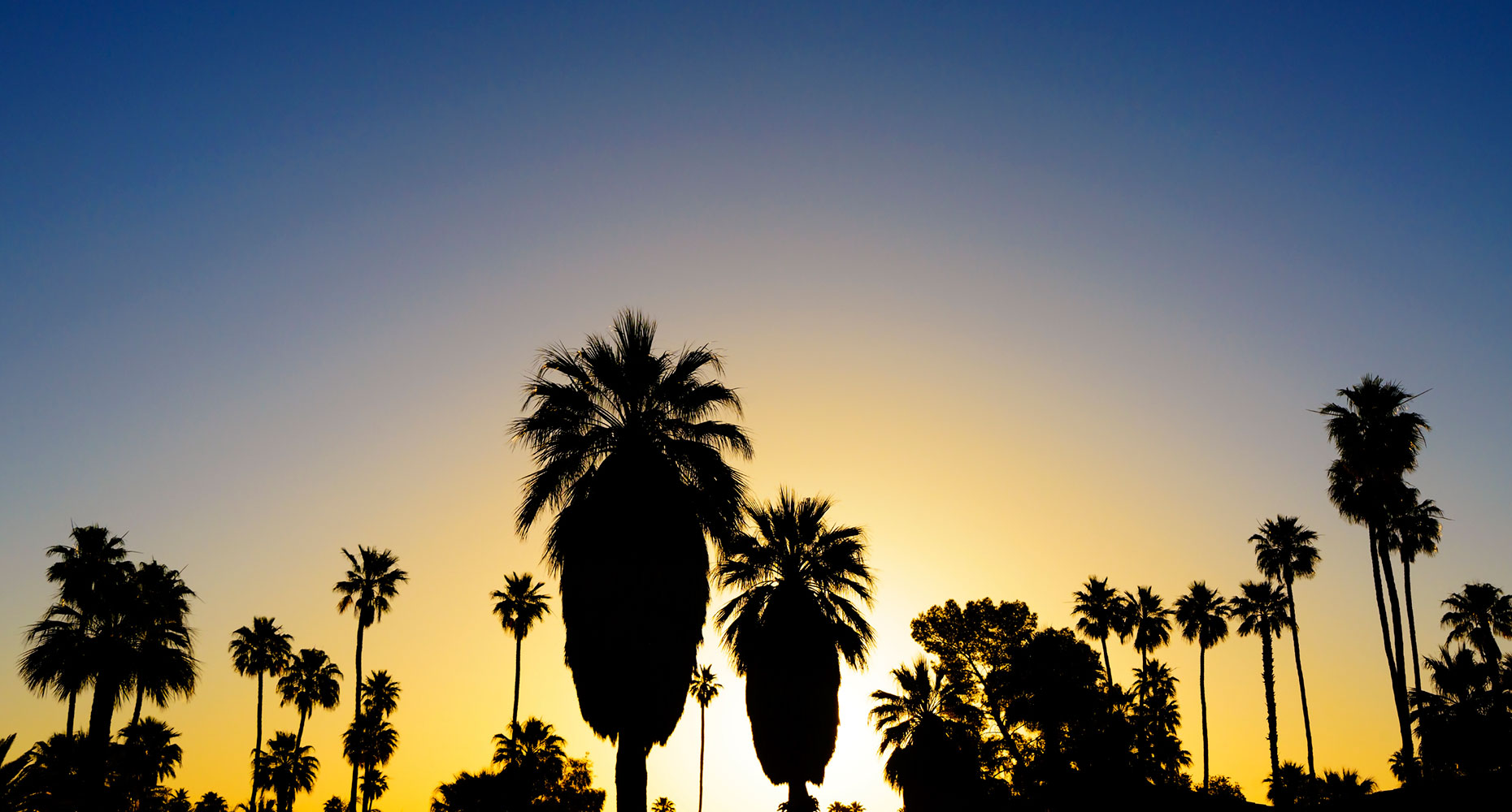 Palm trees